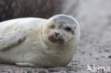 Common Seal (Phoca vitulina)