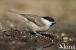 Glanskop (Parus palustris)