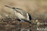 Glanskop (Parus palustris)