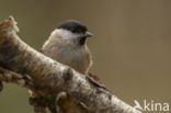 Glanskop (Parus palustris)