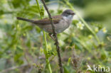 Grasmus (Sylvia communis)