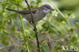 Greater Whitethroat (Sylvia communis)