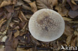 Grey Spotted Amanita (Amanita excelsa)