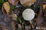 Grey Spotted Amanita (Amanita excelsa)