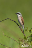 Red-backed Shrike (Lanius collurio)