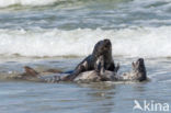 Grey Seal (Halichoerus grypus)