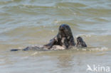 Grey Seal (Halichoerus grypus)