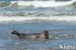 Grey Seal (Halichoerus grypus)