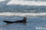 Grijze zeehond