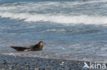 Grey Seal (Halichoerus grypus)