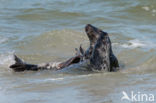 Grijze zeehond