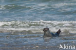 Grey Seal (Halichoerus grypus)