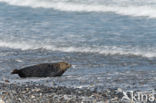 Grijze zeehond