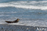 Grey Seal (Halichoerus grypus)