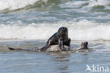 Grey Seal (Halichoerus grypus)