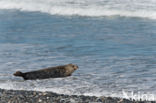 Grijze zeehond