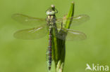 Green Hawker (Aeshna viridis)