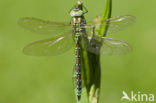 Green Hawker (Aeshna viridis)