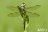 Groene glazenmaker (Aeshna viridis)