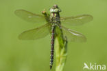 Groene glazenmaker (Aeshna viridis)