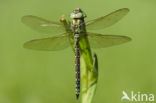 Groene glazenmaker (Aeshna viridis)