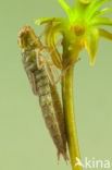 Groene glazenmaker (Aeshna viridis)