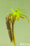 Groene glazenmaker (Aeshna viridis)