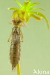 Green Hawker (Aeshna viridis)