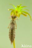 Green Hawker (Aeshna viridis)