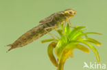 Groene glazenmaker (Aeshna viridis)