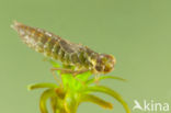 Groene glazenmaker (Aeshna viridis)