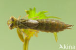 Groene glazenmaker (Aeshna viridis)