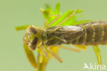 Groene glazenmaker (Aeshna viridis)