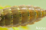 Green Hawker (Aeshna viridis)