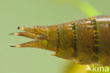 Green Hawker (Aeshna viridis)