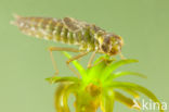 Groene glazenmaker (Aeshna viridis)