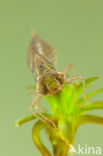 Groene glazenmaker (Aeshna viridis)