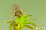 Groene glazenmaker (Aeshna viridis)