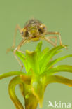 Groene glazenmaker (Aeshna viridis)