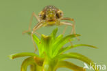 Green Hawker (Aeshna viridis)