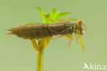 Groene glazenmaker (Aeshna viridis)