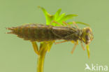 Groene glazenmaker (Aeshna viridis)