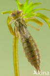 Green Hawker (Aeshna viridis)