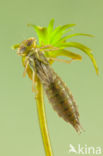 Groene glazenmaker (Aeshna viridis)