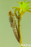 Green Hawker (Aeshna viridis)