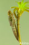 Groene glazenmaker (Aeshna viridis)