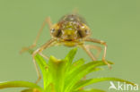 Green Hawker (Aeshna viridis)