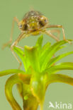 Green Hawker (Aeshna viridis)