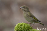 Groenling (Carduelis chloris)