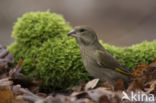 Groenling (Carduelis chloris)